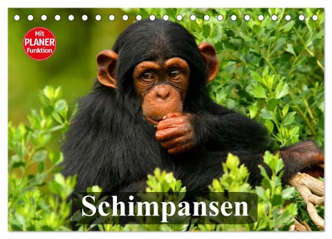 Schimpansen (Tischkalender 2025 DIN A5 quer), CALVENDO Monatskalender - Elisabeth Stanzer