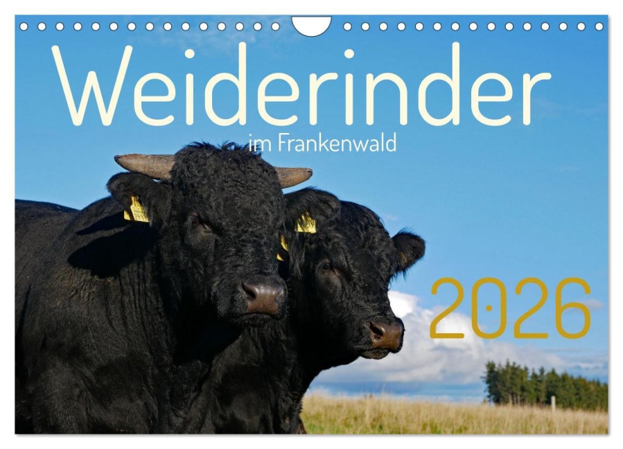 Weiderinder im Frankenwald (Wandkalender 2026 DIN A4 quer), CALVENDO Monatskalender - Cordula Kelle-Dingel