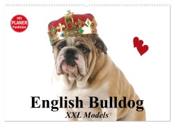 English Bulldog XXL Models (Wandkalender 2026 DIN A2 quer), CALVENDO Monatskalender - Elisabeth Stanzer