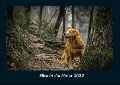 Blick in die Natur 2022 Fotokalender DIN A4 - Tobias Becker