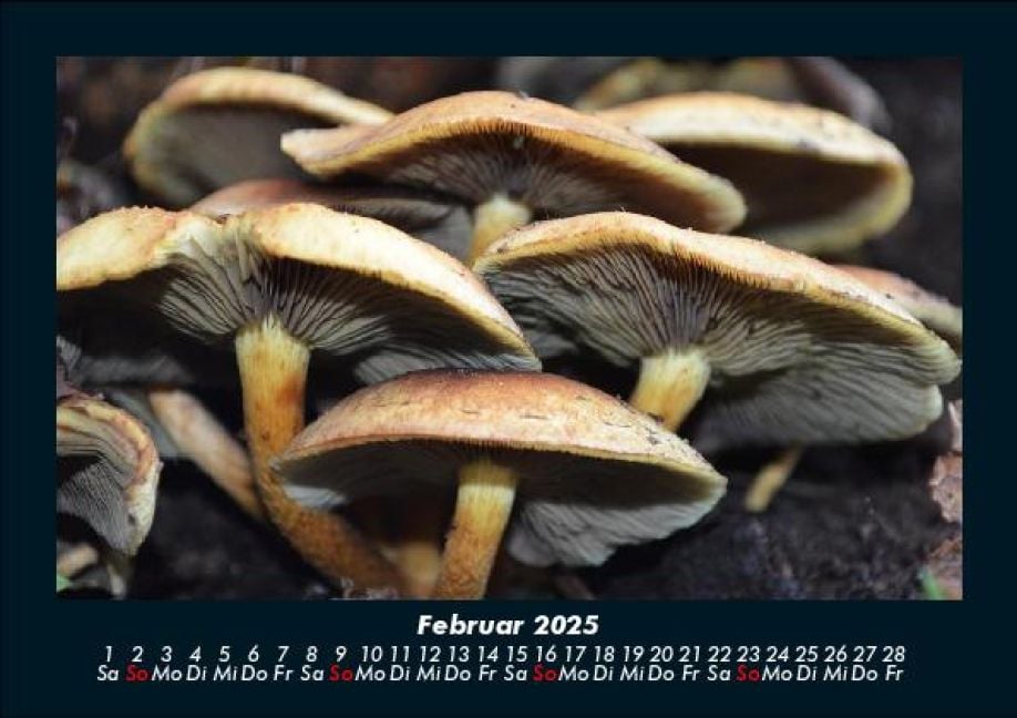 InsideView 6