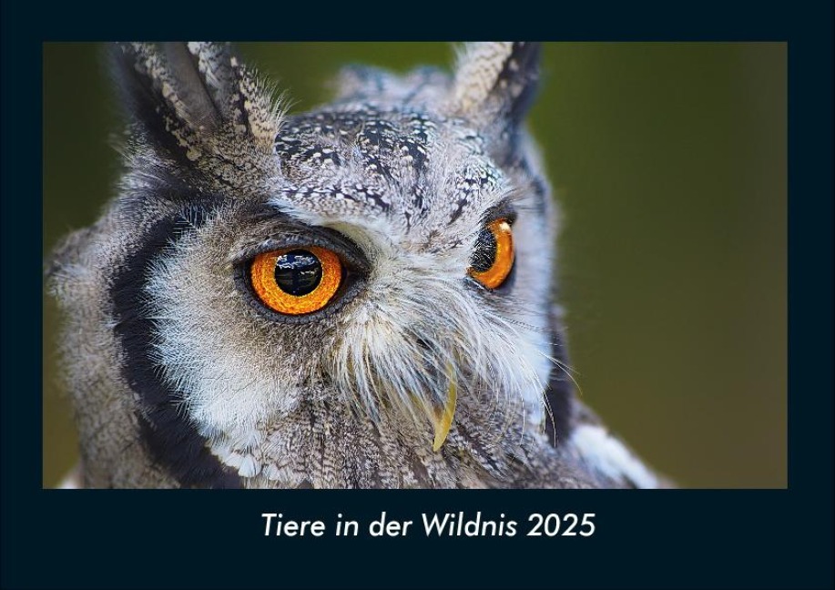Tiere in der Wildnis 2025 Fotokalender DIN A4 - Tobias Becker