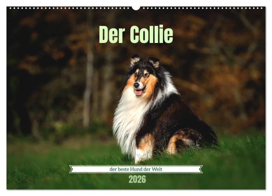 Der Collie der beste Hund der Welt (Wandkalender 2026 DIN A2 quer), CALVENDO Monatskalender - Yvonne Janetzek