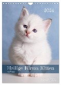 Heilige Birma Kittenkalender mit Planer (Wandkalender 2024 DIN A4 hoch), CALVENDO Monatskalender - Michaela Thoms