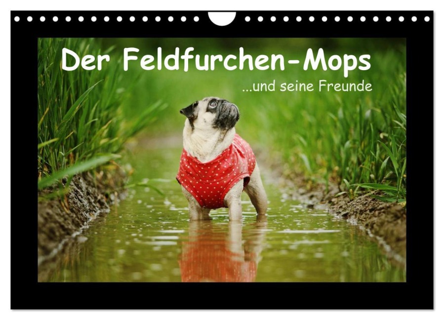 Der Feldfurchen-Mops (Wandkalender 2026 DIN A4 quer), CALVENDO Monatskalender - Kathrin Köntopp