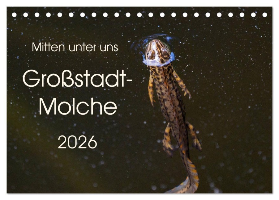 Mitten unter uns - Großstadt-Molche (Tischkalender 2026 DIN A5 quer), CALVENDO Monatskalender - Anne Wibke Hildebrandt