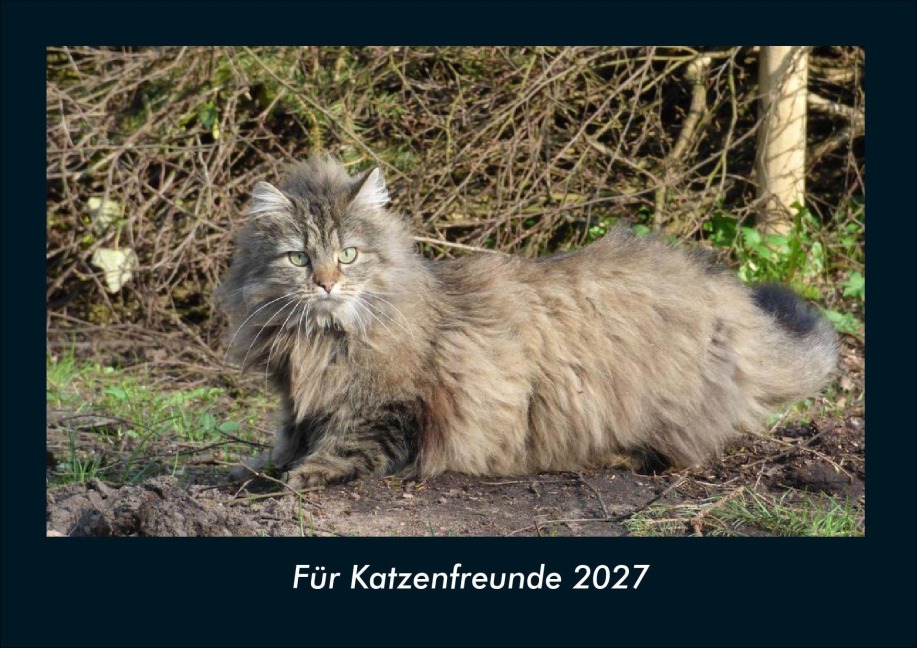 Für Katzenfreunde 2027 Fotokalender DIN A4 - Tobias Schmitt, Kevin Heber