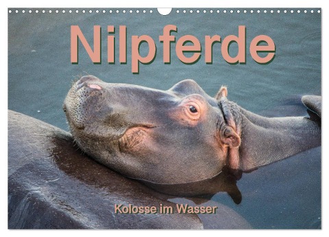 Nilpferde, Kolosse im Wasser (Wandkalender 2025 DIN A3 quer), CALVENDO Monatskalender - Robert und Andrea Styppa