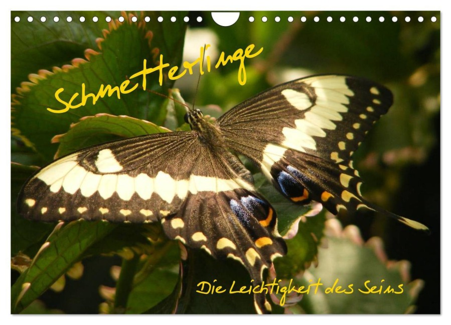Schmetterlinge (Wandkalender 2026 DIN A4 quer), CALVENDO Monatskalender - Alla Pressmann