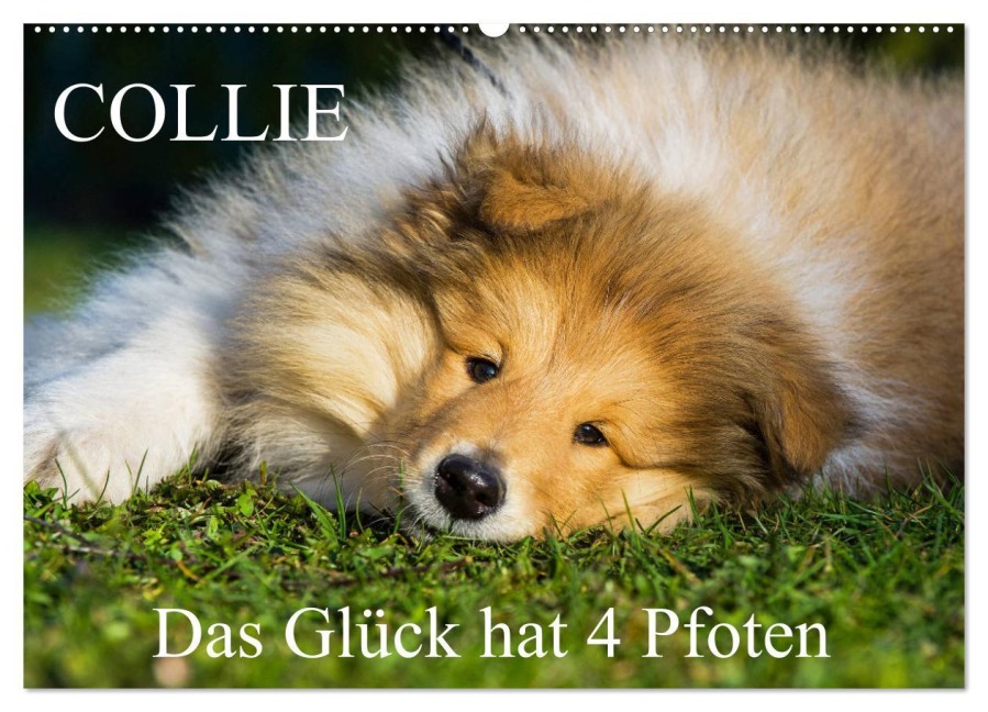 Collie - Das Glück hat 4 Pfoten (Wandkalender 2026 DIN A2 quer), CALVENDO Monatskalender - Sigrid Starick
