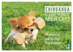 Cover-Bild zum Titel 'Chihuahua: Kleine Hunde, aber oho (Wandkalender 2026 DIN A2 quer), CALVENDO Monatskalender' von 'Calvendo Calvendo'