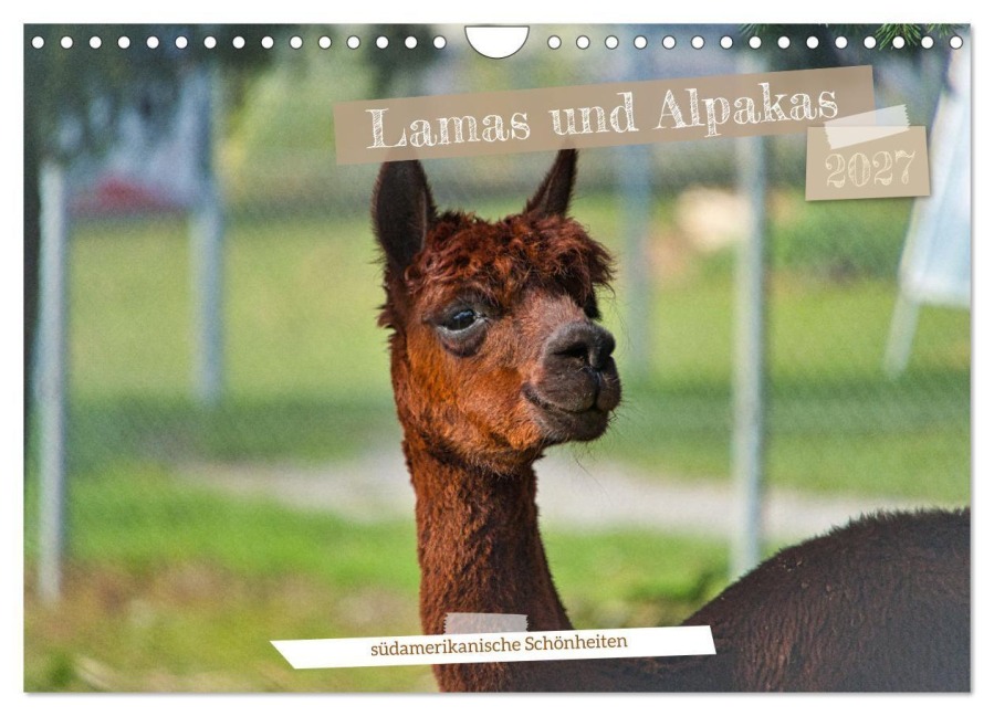 Lamas und Alpakas - südamerikanische Schönheiten (Wandkalender 2027 DIN A4 quer), CALVENDO Monatskalender - Jessica Meisenzahl
