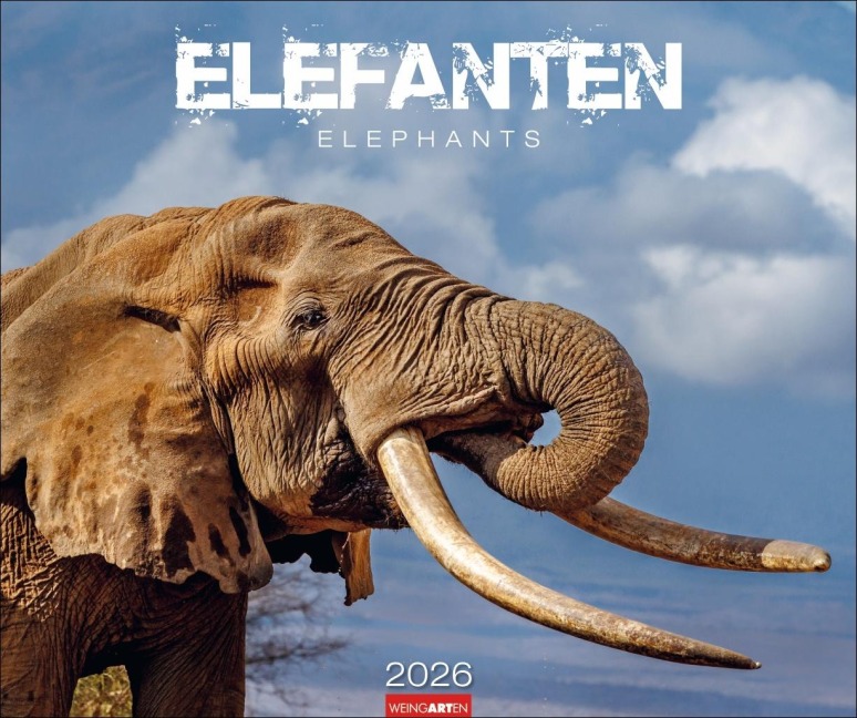 Elefanten Kalender 2026 - 