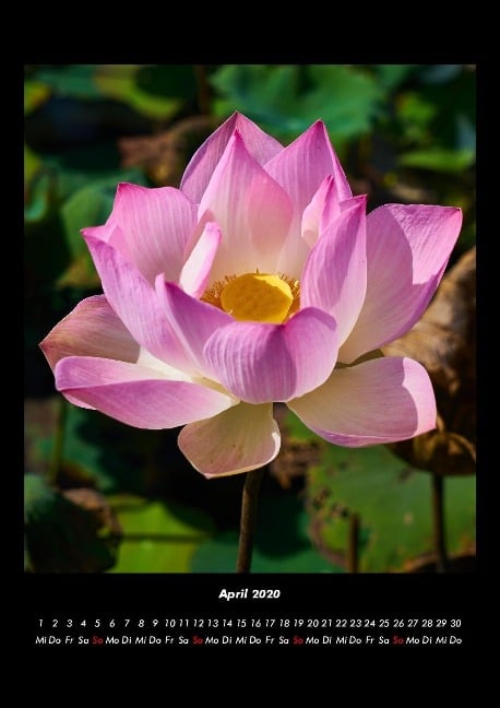 Pflanzen und Blüten 2020 Fotokalender DIN A3 - Tobias Becker