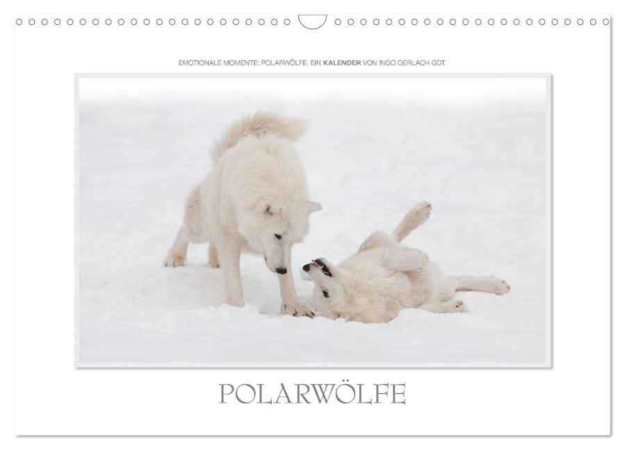 Emotionale Momente: Polarwölfe. / CH-Version (Wandkalender 2026 DIN A3 quer), CALVENDO Monatskalender - Ingo Gerlach GDT