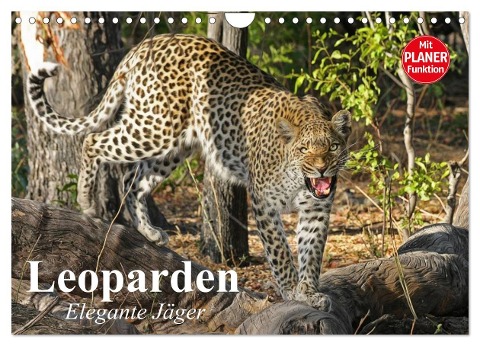 Leoparden. Elegante Jäger (Wandkalender 2025 DIN A4 quer), CALVENDO Monatskalender - Elisabeth Stanzer