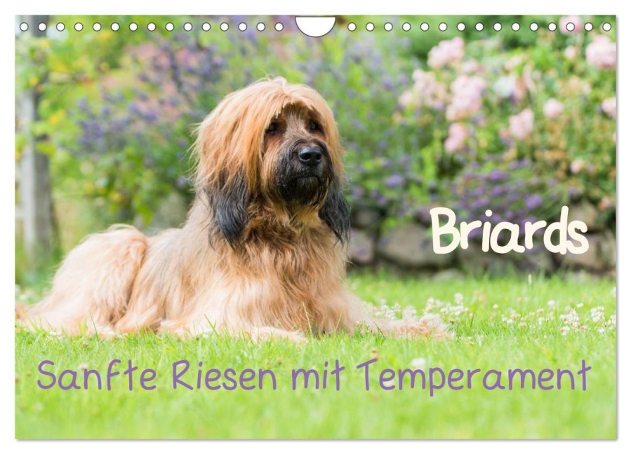 Briards - sanfte Riesen mit Temperament (Wandkalender 2026 DIN A4 quer), CALVENDO Monatskalender - Sonja Teßen