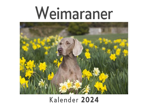 Weimaraner (Wandkalender 2024, Kalender DIN A4 quer, Monatskalender im Querformat mit Kalendarium, Das perfekte Geschenk) - Anna Müller