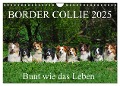Border Collie 2025 (Wandkalender 2025 DIN A4 quer), CALVENDO Monatskalender - Sigrid Starick