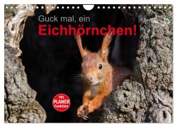 Guck mal, ein Eichhörnchen! (Wandkalender 2025 DIN A4 quer), CALVENDO Monatskalender - Margret Brackhan