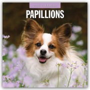 Papillons - Schmetterlingshund - Zwergspaniel 2026 - 16-Monatskalender - Robin Red