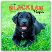 Black Labrador Retriever Puppies - Schwarze Labrador Retriever Welpen 2026 - 16-Monatskalender - Browntrout Publishers
