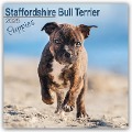 Staffordshire Bull Terrier Puppies - Staffordshire Bull Terrier Welpen 2025 - 16-Monatskalender - Avonside Publishing Ltd