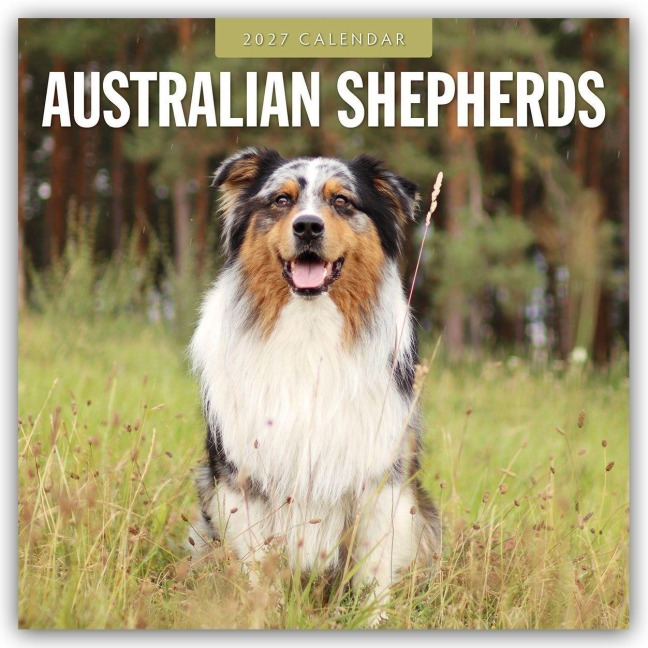 Australian Shepherds - Australian Shepherd 2027 - 16-Monatskalender - Robin Red