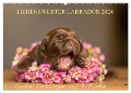 Liebenswerter Labrador 2024 (Wandkalender 2024 DIN A2 quer), CALVENDO Monatskalender - Annett Mirsberger