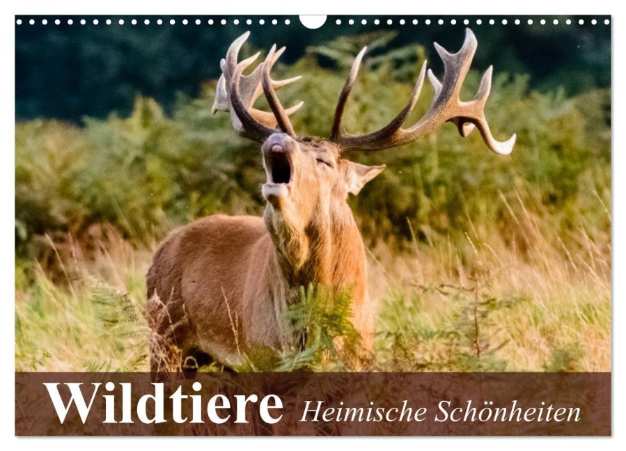 Wildtiere. Heimische Schönheiten (Wandkalender 2026 DIN A3 quer), CALVENDO Monatskalender - Elisabeth Stanzer