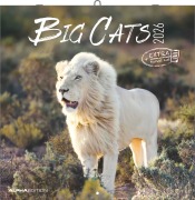 Big Cats 2026 - Broschürenkalender 30x30 cm (30x60 geöffnet) - Kalender mit Platz für Notizen - Big Cats - Bildkalender - Wandplaner - Alpha Edition - 