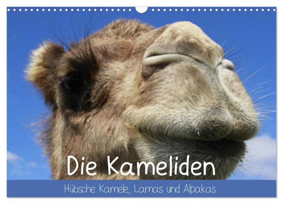 Die Kameliden. Hübsche Kamele, Lamas und Alpakas (Wandkalender 2025 DIN A3 quer), CALVENDO Monatskalender - Elisabeth Stanzer