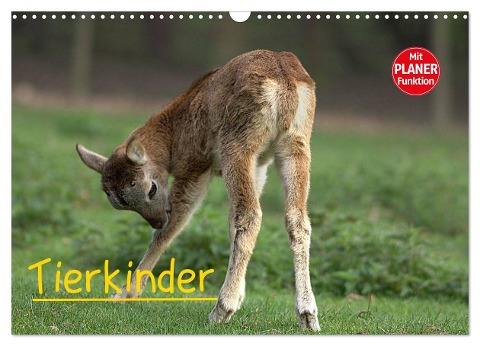 Tierkinder (Wandkalender 2024 DIN A3 quer), CALVENDO Monatskalender - Arno Klatt