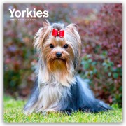 Yorkshire Terriers - Yorkshire Terrier - Yorkies 2026 - 16-Monatskalender - Browntrout Publishers