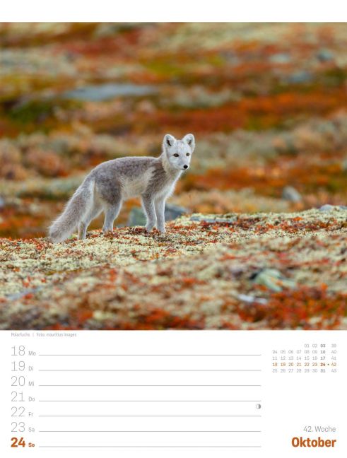 InsideView 46