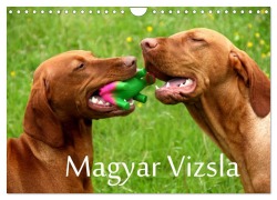 Cover-Bild zum Titel 'Magyar Vizsla (Wandkalender 2026 DIN A4 quer), CALVENDO Monatskalender' von 'Kerstin Grüttner'