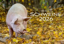 Schweine Kalender 2026 - J. -L. Klein, M. -L. Hubert