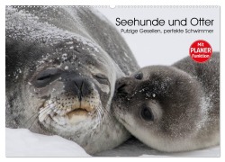 Seehunde und Otter. Putzige Gesellen, perfekte Schwimmer (Wandkalender 2025 DIN A2 quer), CALVENDO Monatskalender - Elisabeth Stanzer