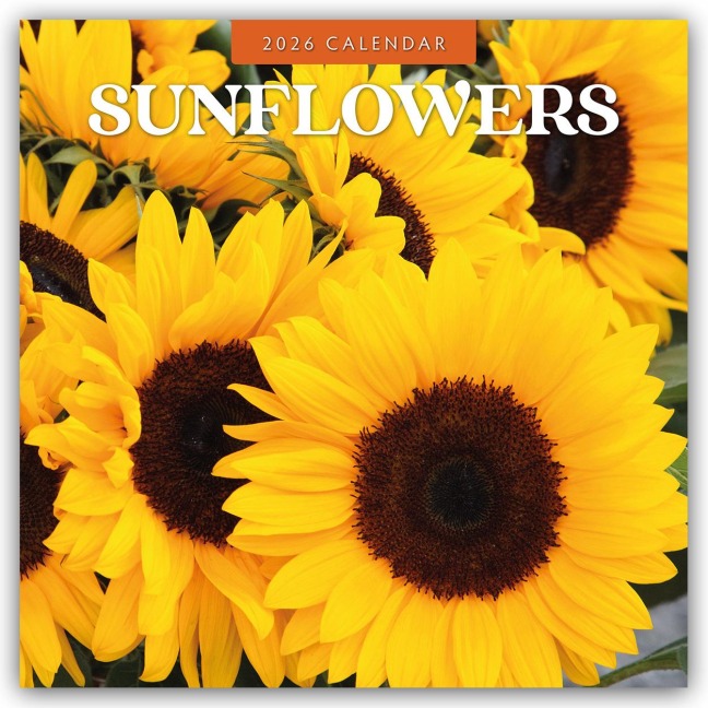 Sunflowers - Sonnenblumen 2026 - 16-Monatskalender - Robin Red