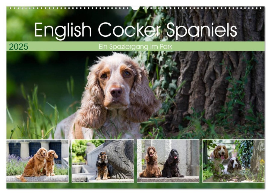 English Cocker Spaniels - Ein Spaziergang im Park (Wandkalender 2025 DIN A2 quer), CALVENDO Monatskalender - Fotodesign Verena Scholze