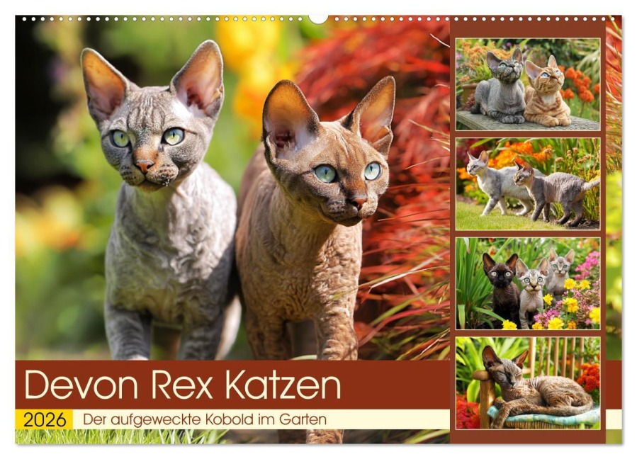 Devon Rex Katzen. Der aufgeweckte Kobold im Garten (Wandkalender 2026 DIN A2 quer), CALVENDO Monatskalender - Rose Hurley