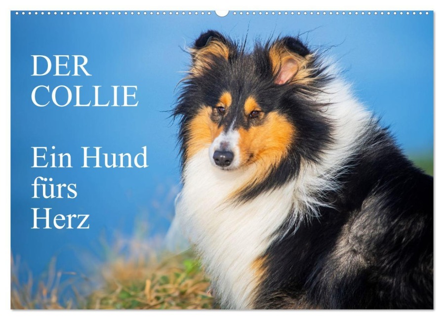 Der Collie - ein Hund fürs Herz (Wandkalender 2025 DIN A2 quer), CALVENDO Monatskalender - Sigrid Starick