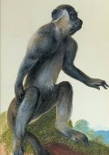 Cover-Bild zum Titel 'Carnet Blanc, Macaque' von ''