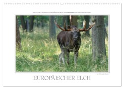 Emotionale Momente: Europäischer Elch. / CH-Version (Wandkalender 2026 DIN A2 quer), CALVENDO Monatskalender - Ingo Gerlach GDT