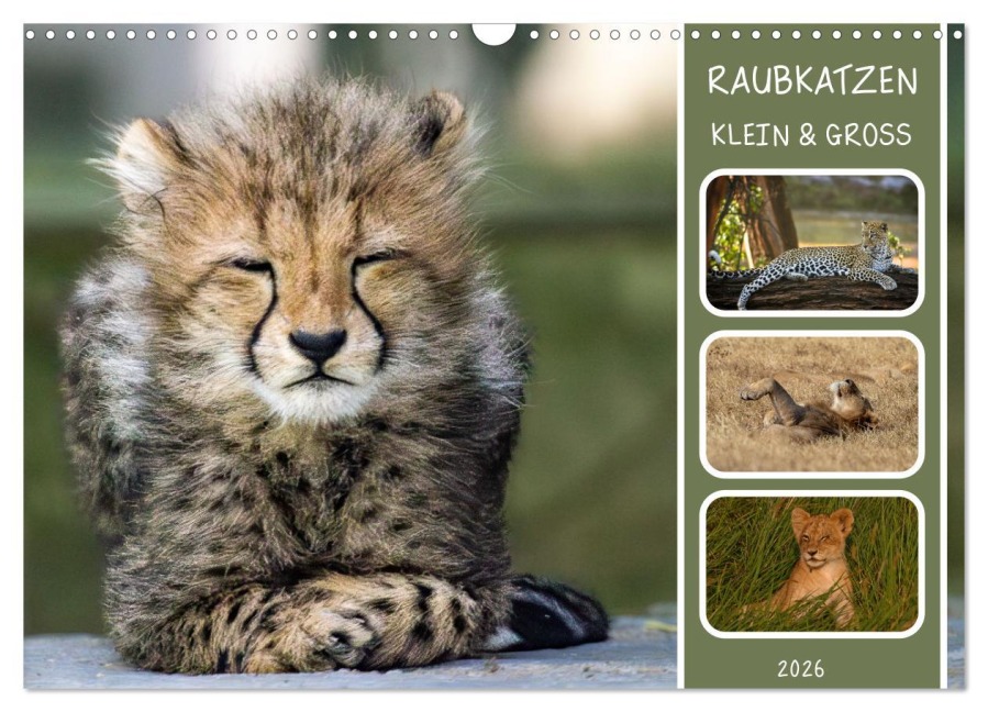 Raubkatzen - groß & klein (Wandkalender 2026 DIN A3 quer), CALVENDO Monatskalender - MoNo-Foto MoNo-Foto