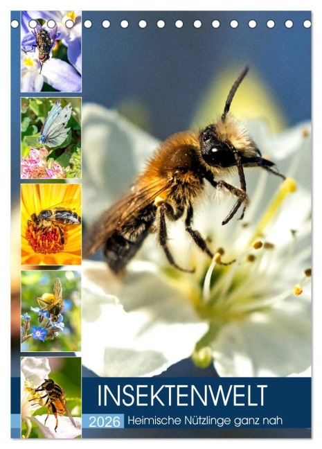 INSEKTENWELT - Heimische Nützlinge ganz nah (Tischkalender 2026 DIN A5 hoch), CALVENDO Monatskalender - Andrea Dreegmeyer