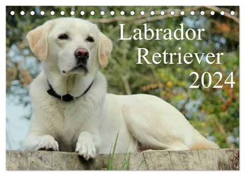 Labrador Retriever 2024 (Tischkalender 2024 DIN A5 quer), CALVENDO Monatskalender - Anita Schreuer