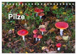 Cover-Bild zum Titel 'Pilze (Tischkalender 2026 DIN A5 quer), CALVENDO Monatskalender' von 'McPHOTO Bäsemann Diehl Helwig Pum Schulz'