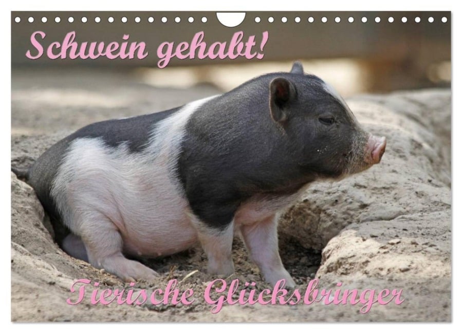 Schwein gehabt! (Wandkalender 2026 DIN A4 quer), CALVENDO Monatskalender - Antje Lindert-Rottke