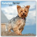 Yorkshire Terrier - Yorkshire Terrier 2025 16-Monatskalender - Avonside Publishing Ltd